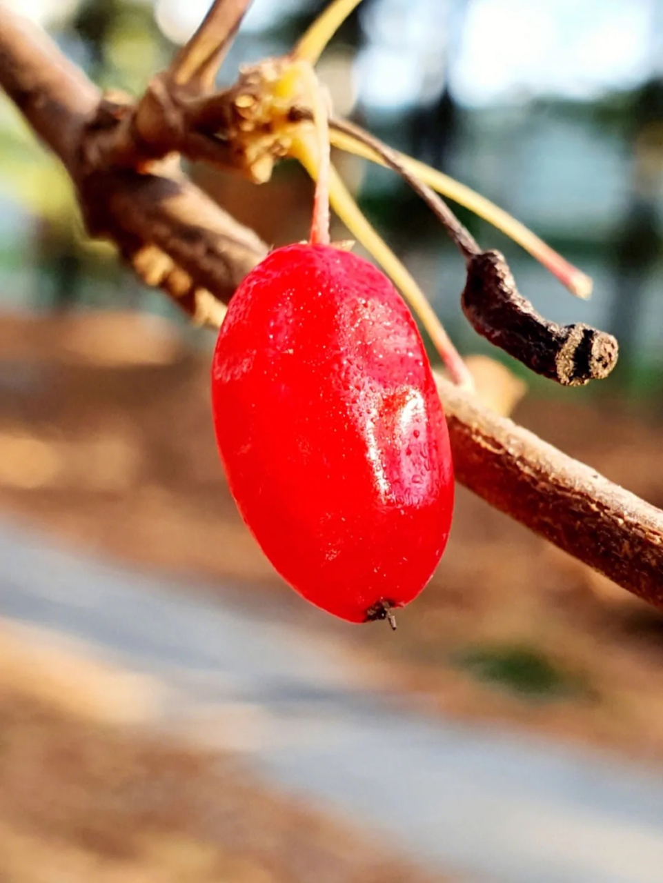 遍插茱萸少一人…………茱萸,山茱萸科山茱萸属的多年生乔木植物,树皮