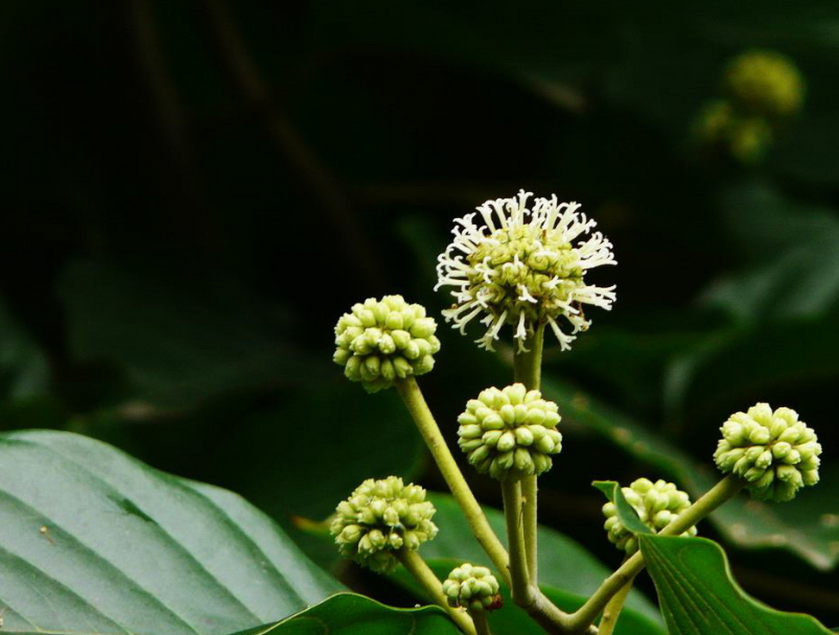 芜湖神山盆景园里第一次见到喜树……喜树又名旱莲木,秋青树,圆木等