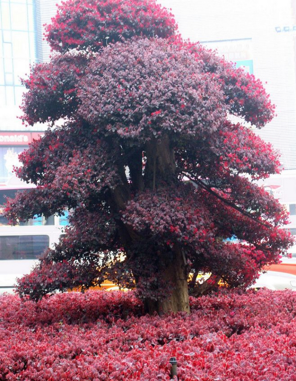 芜湖神山盆景园里这颗檵木大盆景已经有170年了…… 作为金缕梅科檵木