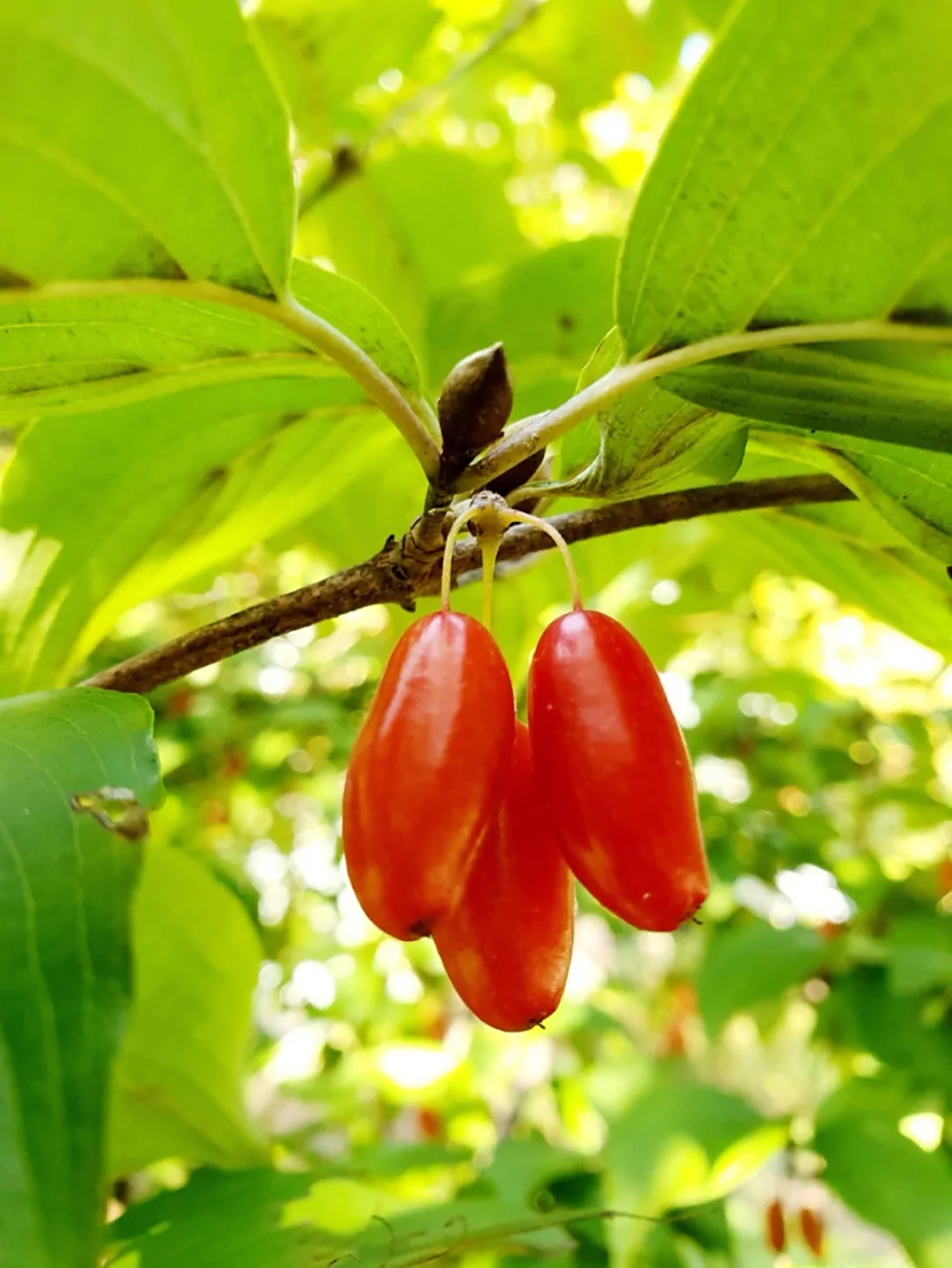 遍插茱萸少一人…………茱萸,山茱萸科山茱萸属的多年生乔木植物,树皮