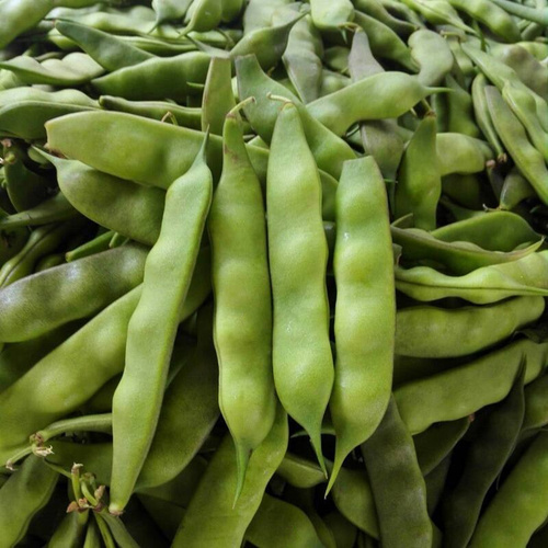 我特别喜欢吃豆角, 尤其是我们东北黑土地种出来的的江豆宽, 第二好吃
