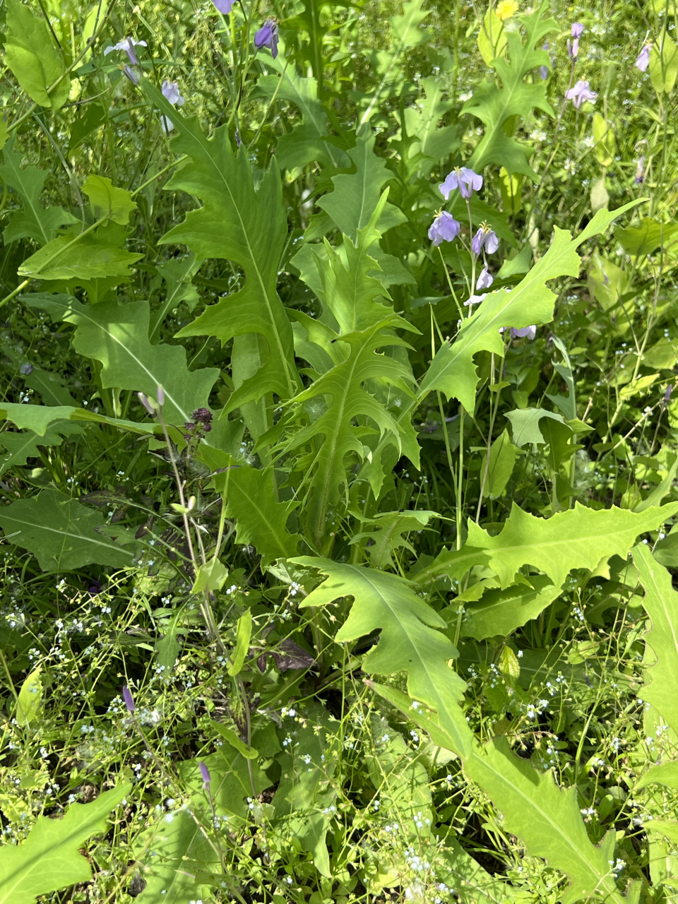这真不是蒲公英,应该是曲曲菜或类似苦麻菜,一种苦菜