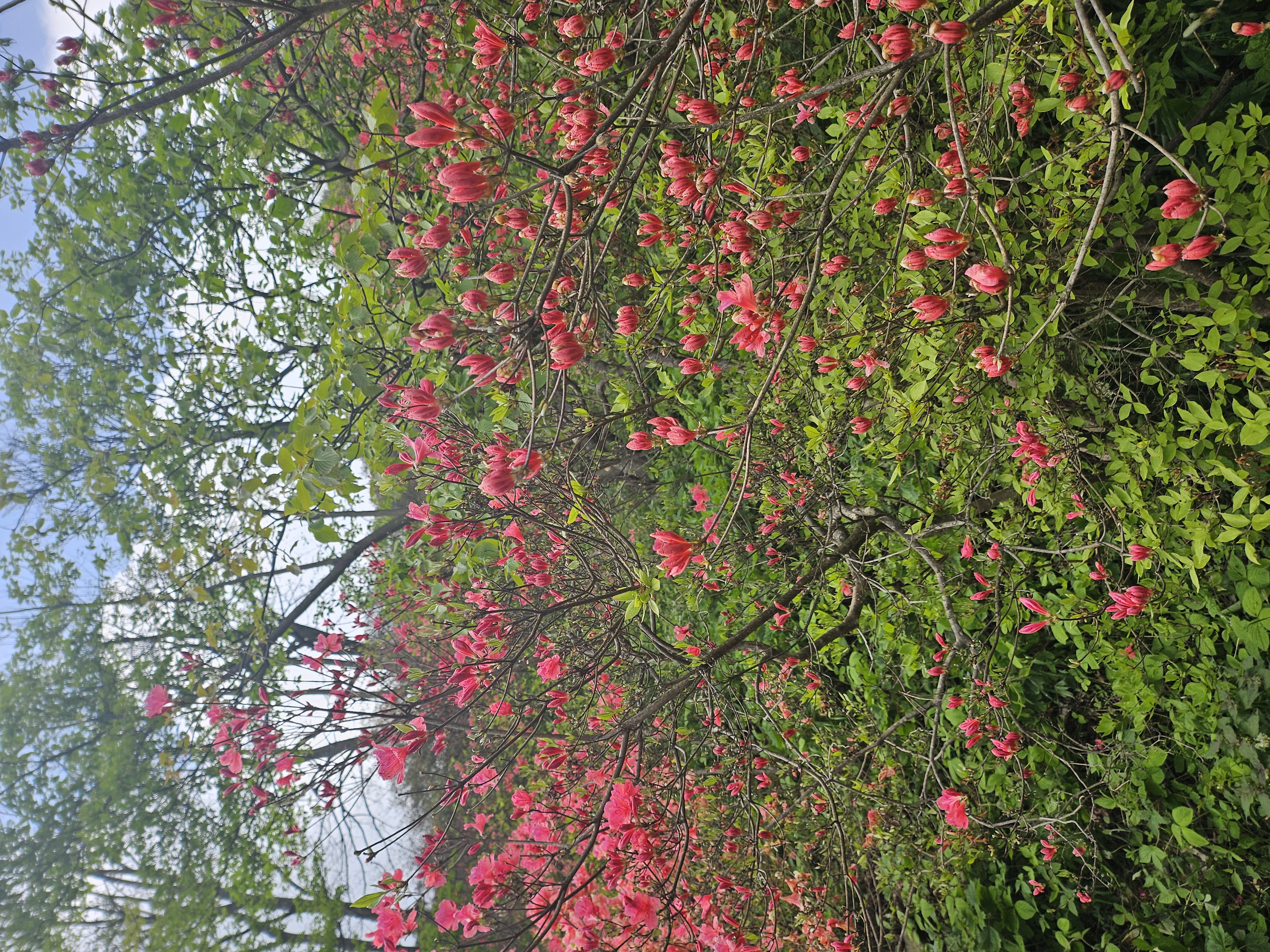 遵义市洪关乡杜鹃花图片