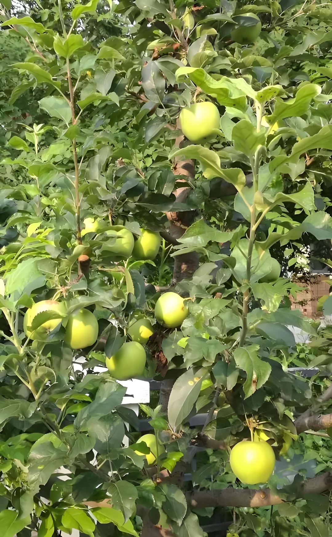 满树的青苹果犹如一颗颗绿色的宝石,散发着清新的气息