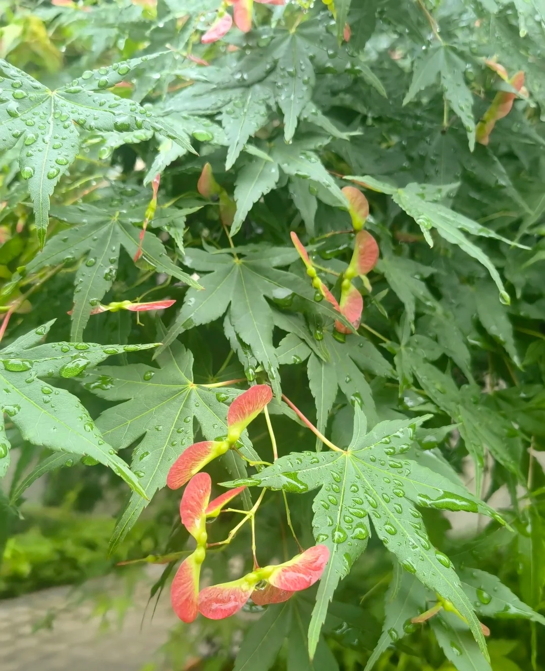 今天楼下的枫叶竟然开花了,以前可能是我没有仔细观察,今天发现到处都