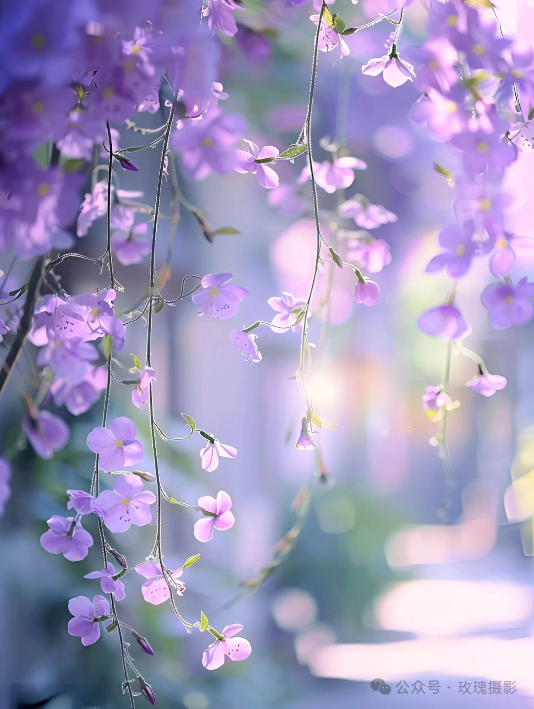紫雾花影  朦胧背景前,紫色花朵摇曳生姿,如雾中的舞者,神秘而婉约