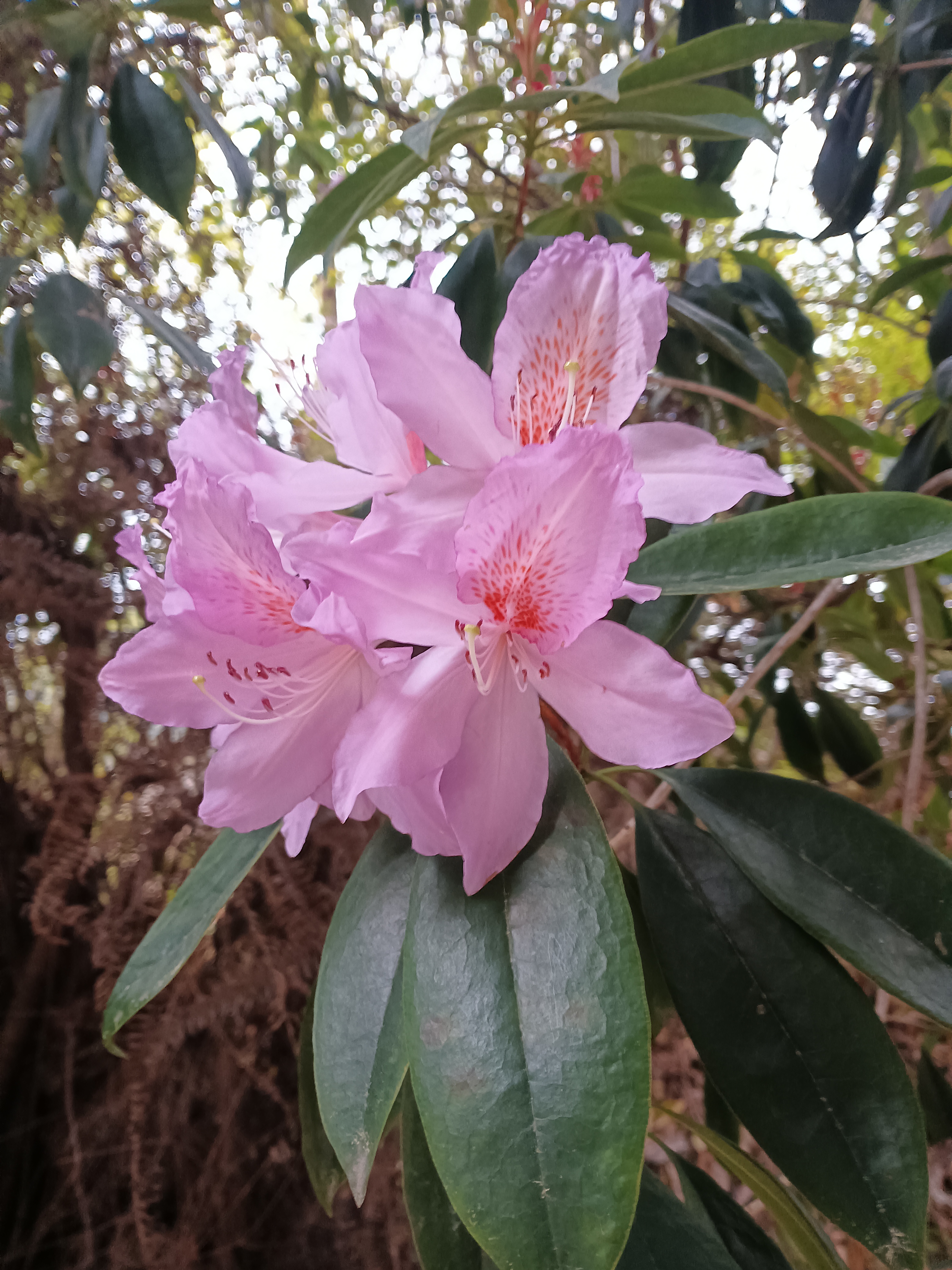 杜鹃盛放,大自然的诗意画卷