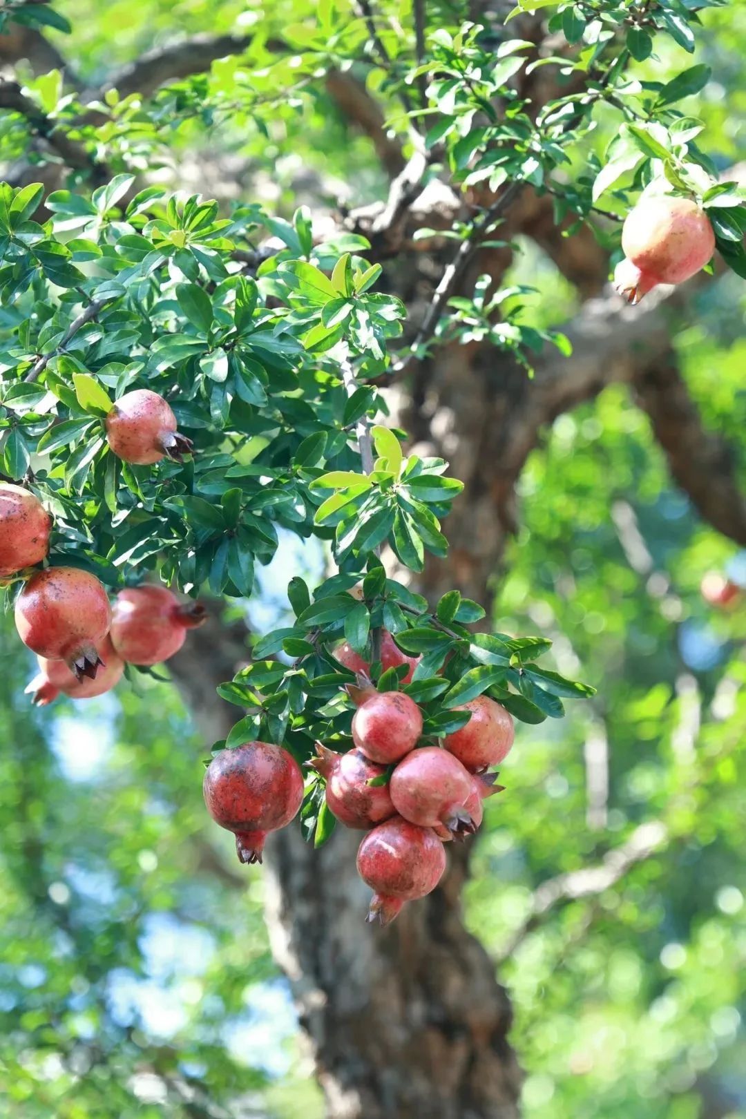 阳光下,石榴树结满了红宝石般的果实