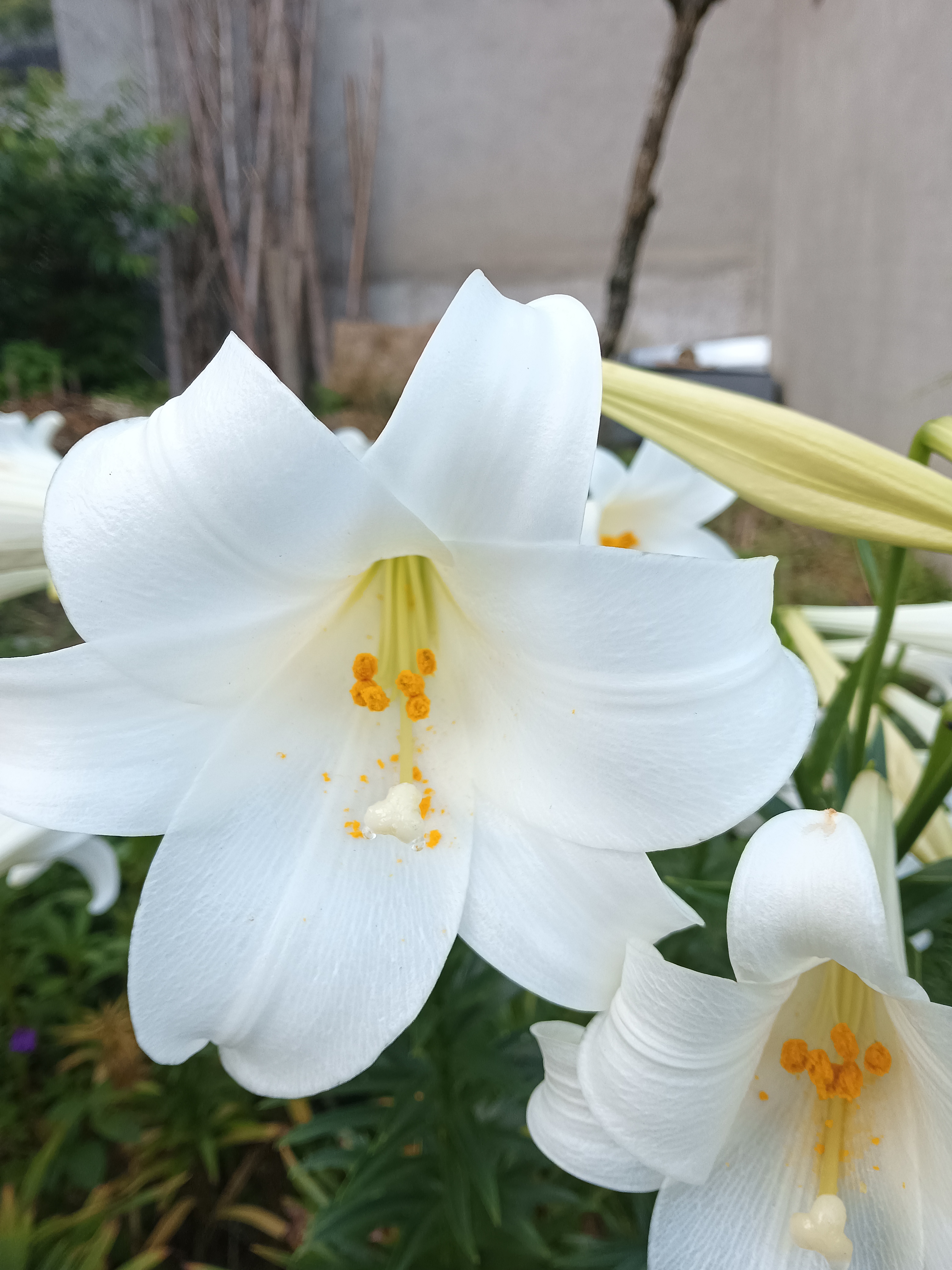 巴黎圣母院百合花图片