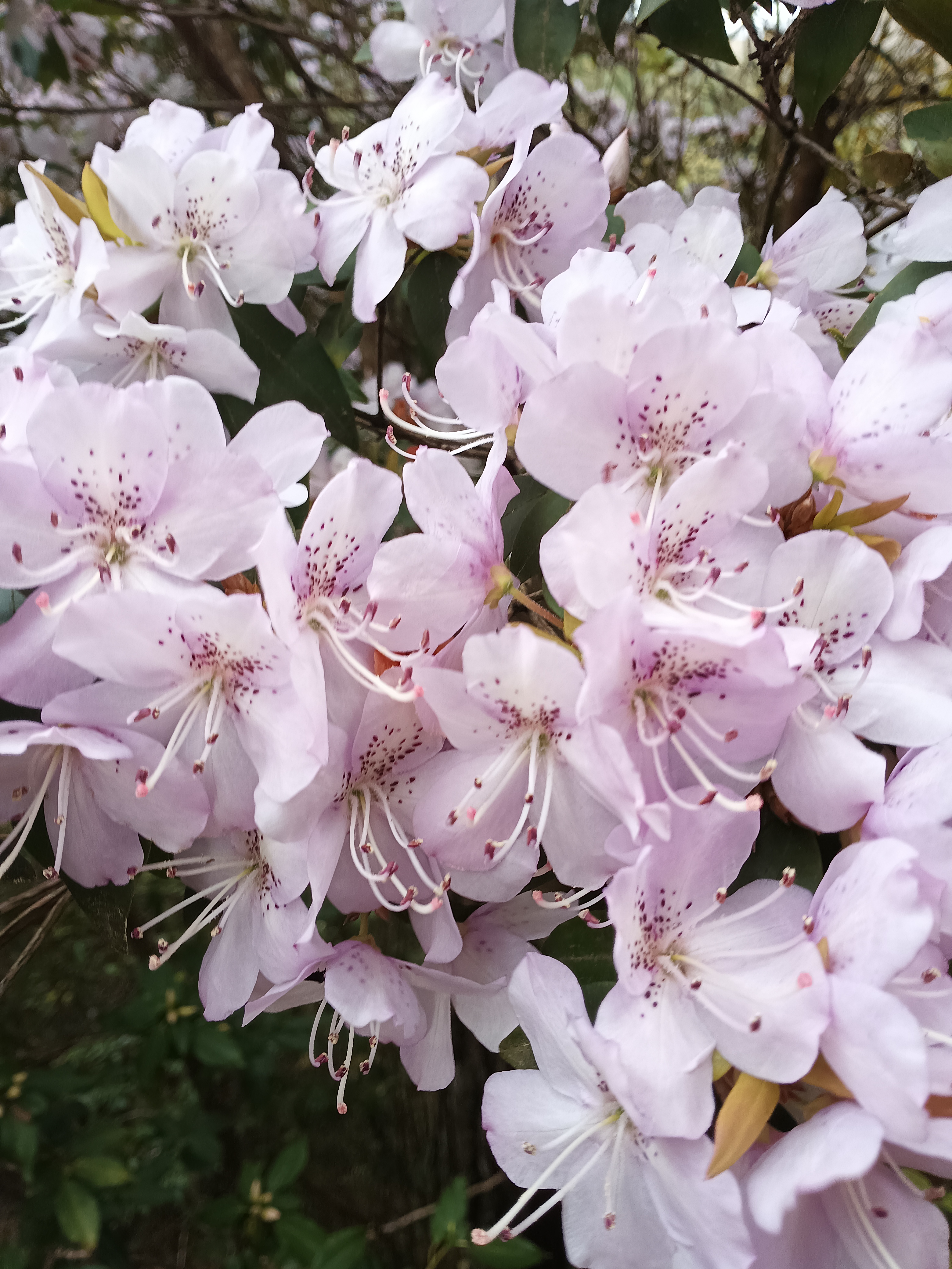 杜鹃花,淡粉色的花瓣仿佛春天的使者,中心的小点又像是害羞的少女,在
