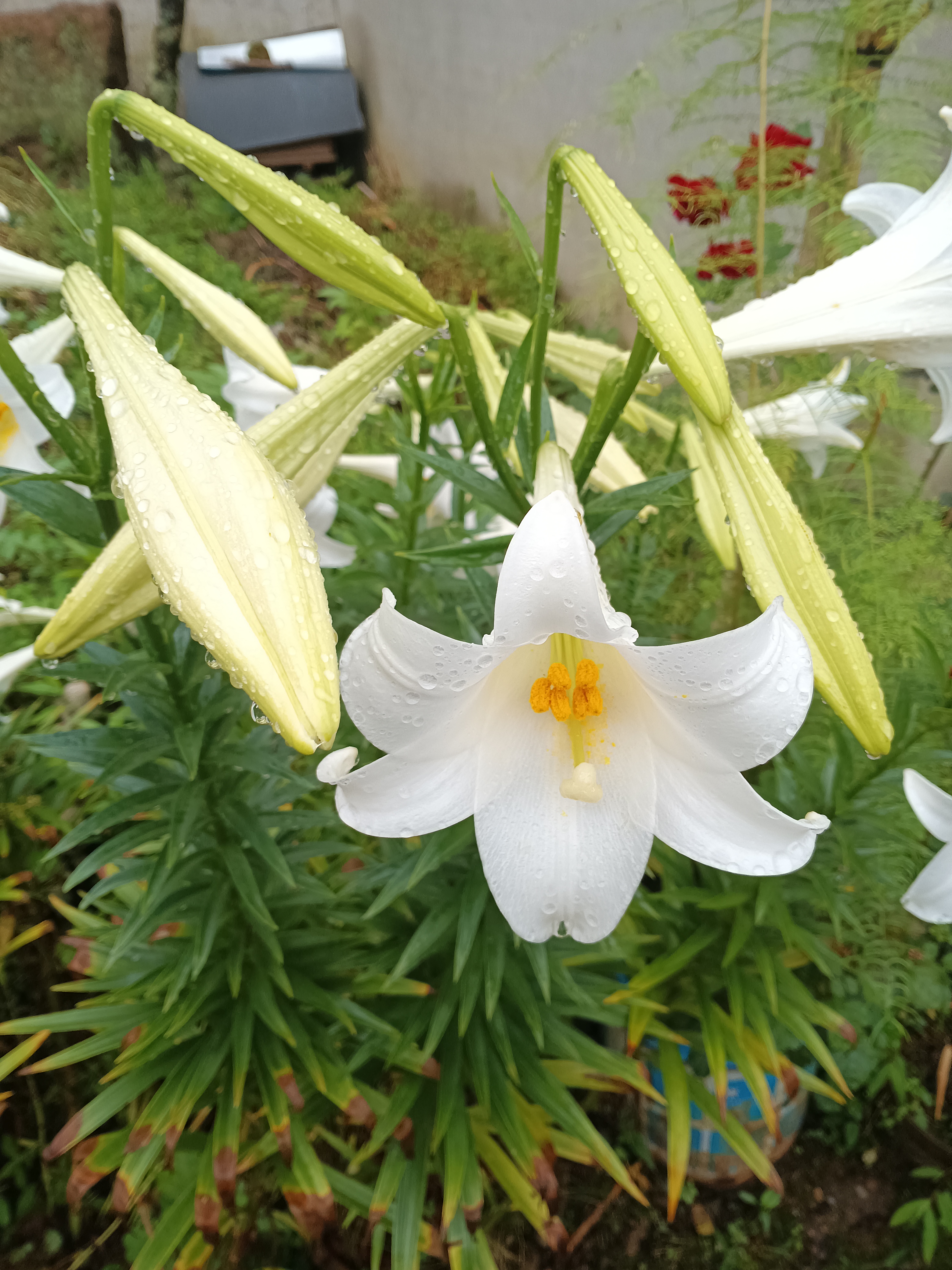 百合花开,洁白如雪,淡雅中透着一丝娇媚.