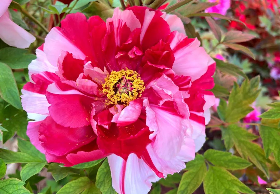 这张牡丹花照片真是太美啦!红色和白色相间,就像彩虹一样绚丽呢!