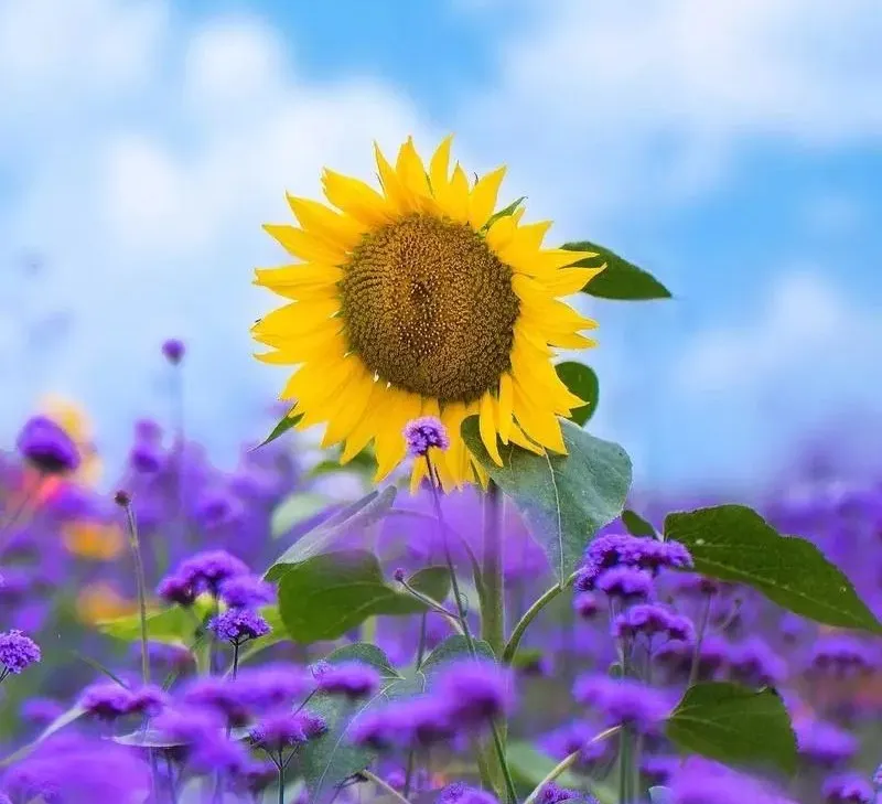 夏日阳光下,向日葵灿烂盛开,金黄的花瓣在阳光下闪耀,如同生活中的每