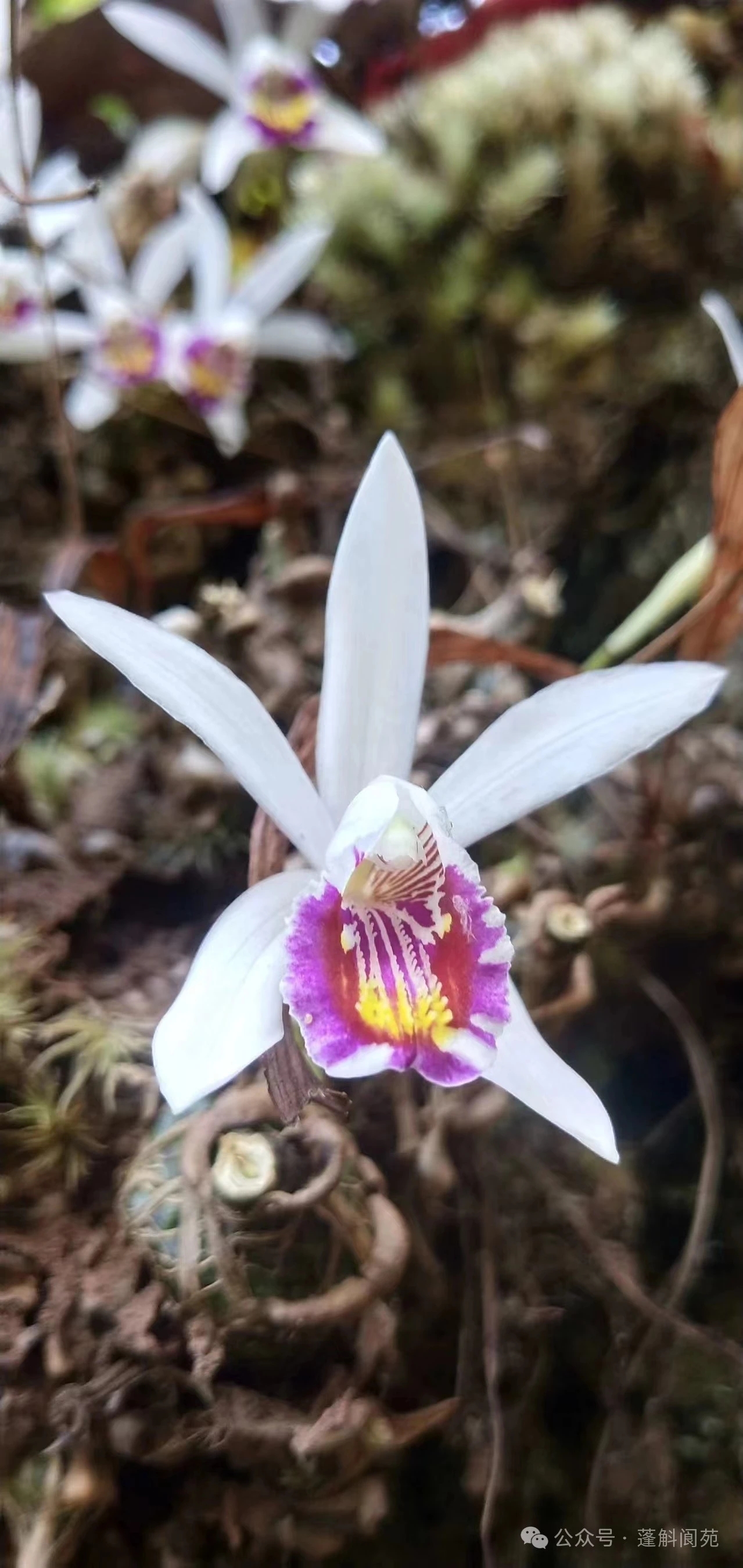 蓬科阆苑探幽兰,一花独放也倾城.