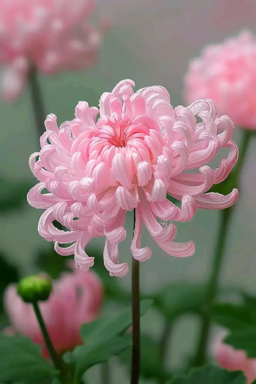 就像这朵盛开的粉色菊花,柔软的花瓣在光影中舞动,诉说着秋天的故事.
