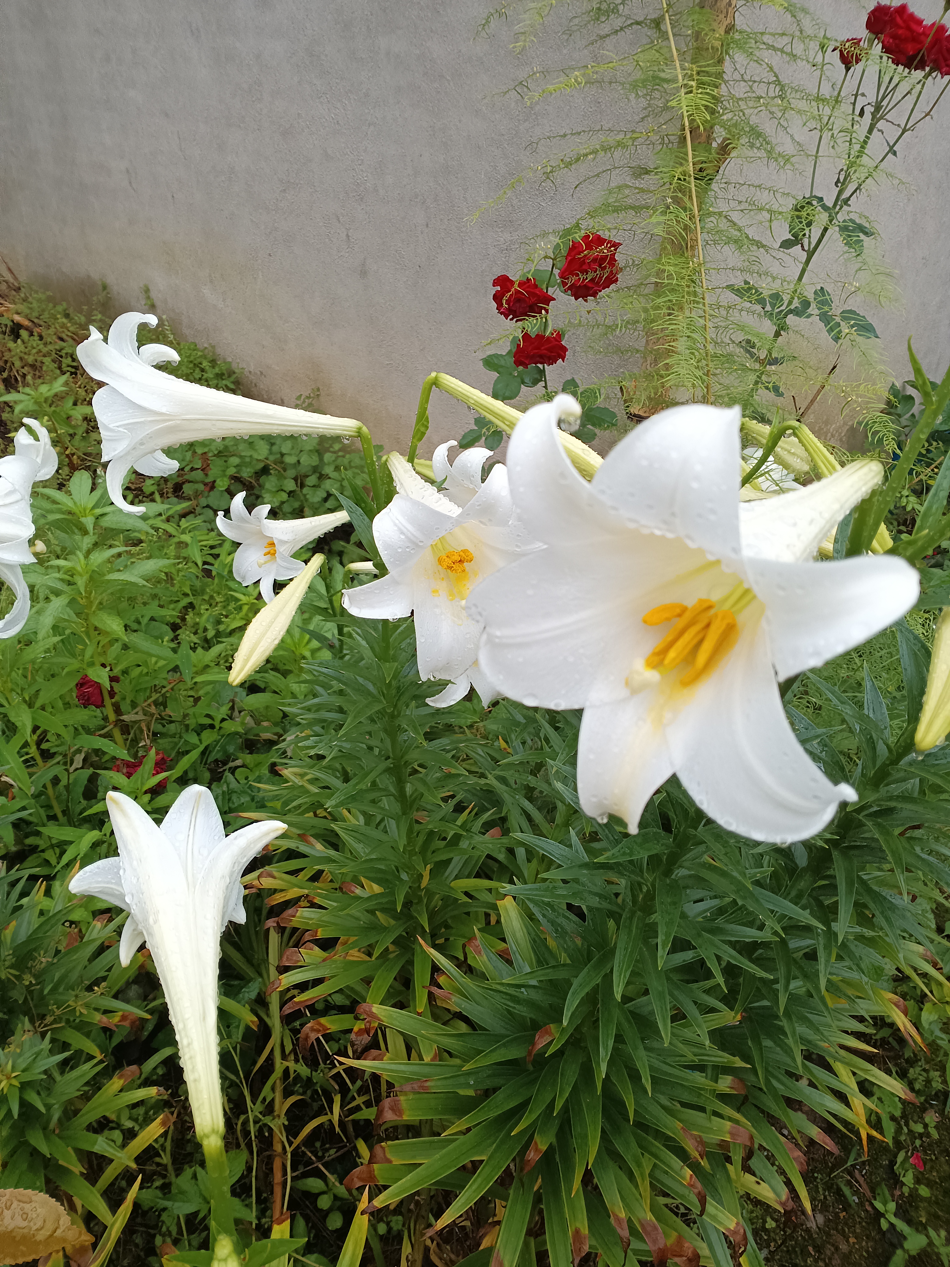 淡雅的百合花图片