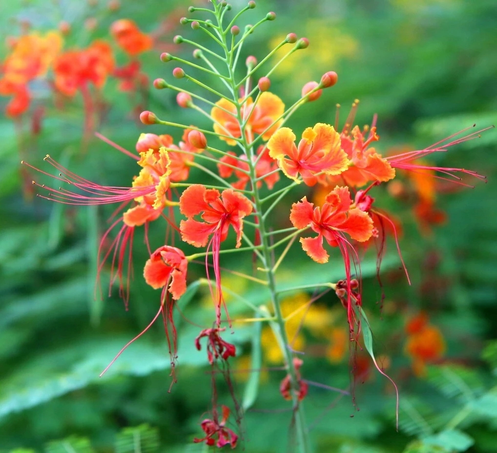 一开始见到金凤花的时候,觉得挺奇怪,这个凤凰木怎么长得这般奇怪