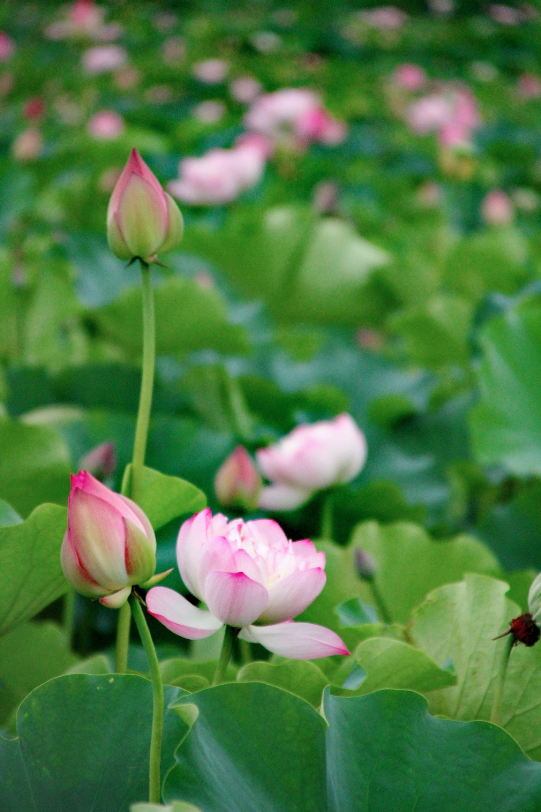 热爱这夏日荷花的千姿百态