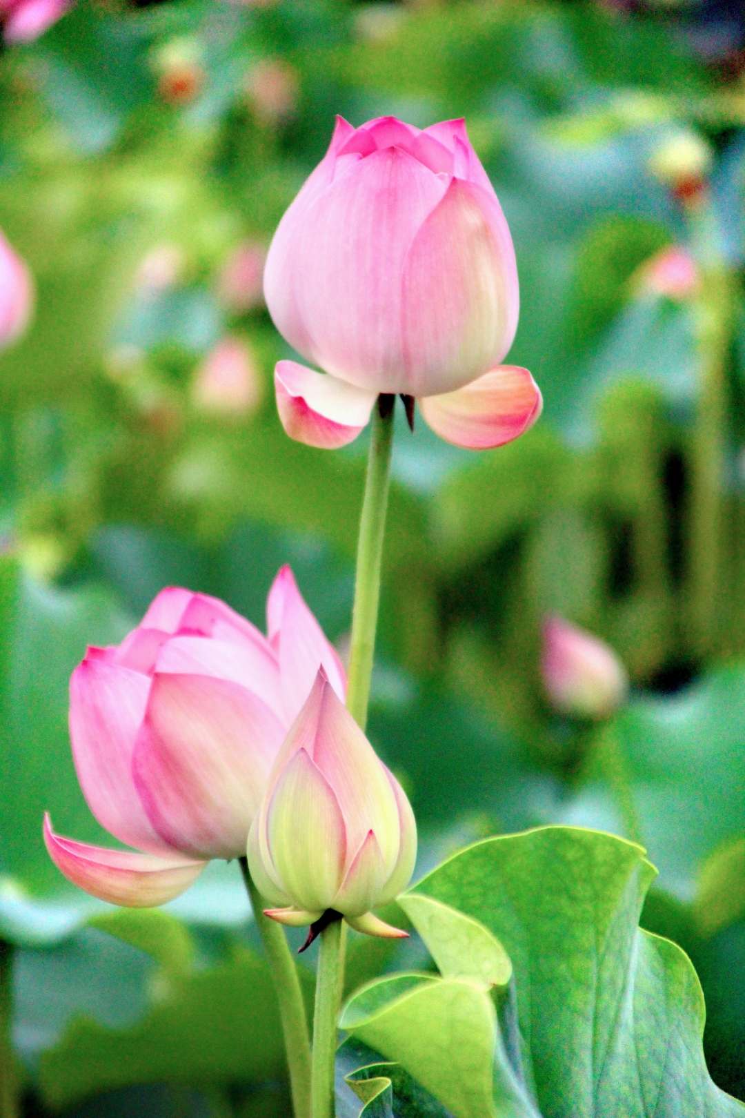 热爱这夏日荷花的千姿百态