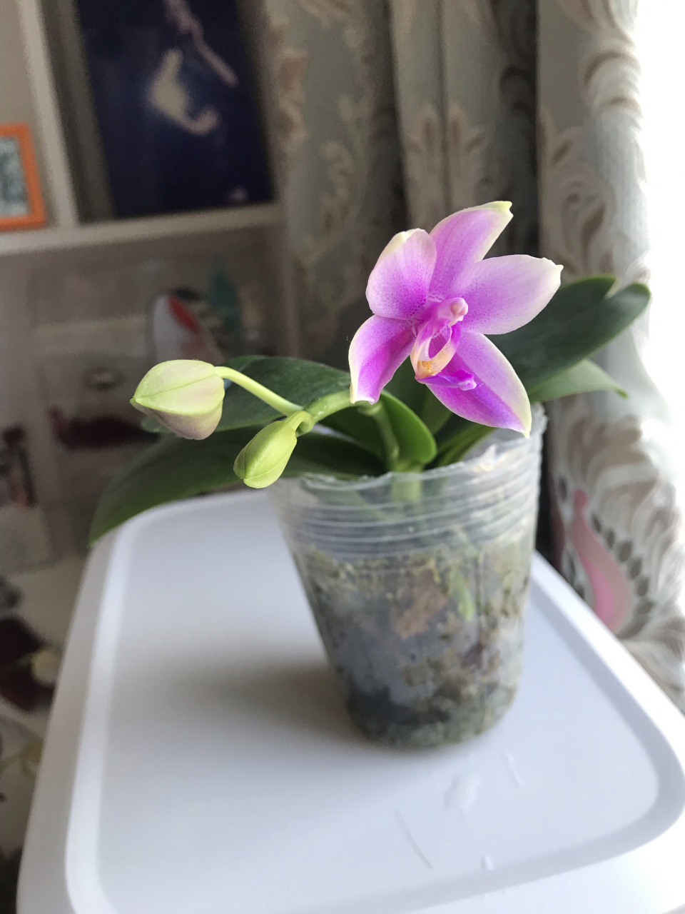 蝴蝶兰香奈儿,都说开出来的花特别香,买来时,只有小小的花箭,根特别小