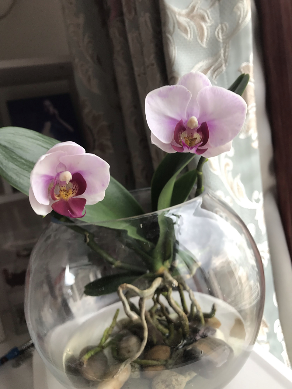 水培蝴蝶兰开花了,名字叫甜格格,听说养花的尽头是蝴蝶兰[左捂脸]