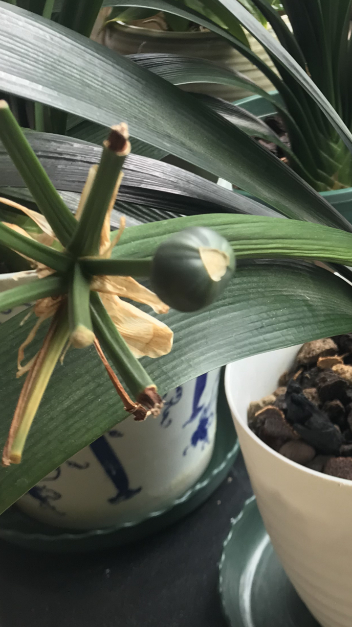 今年君子兰授粉成功,结了一个小籽,己经好几个月了,不知道什么时候