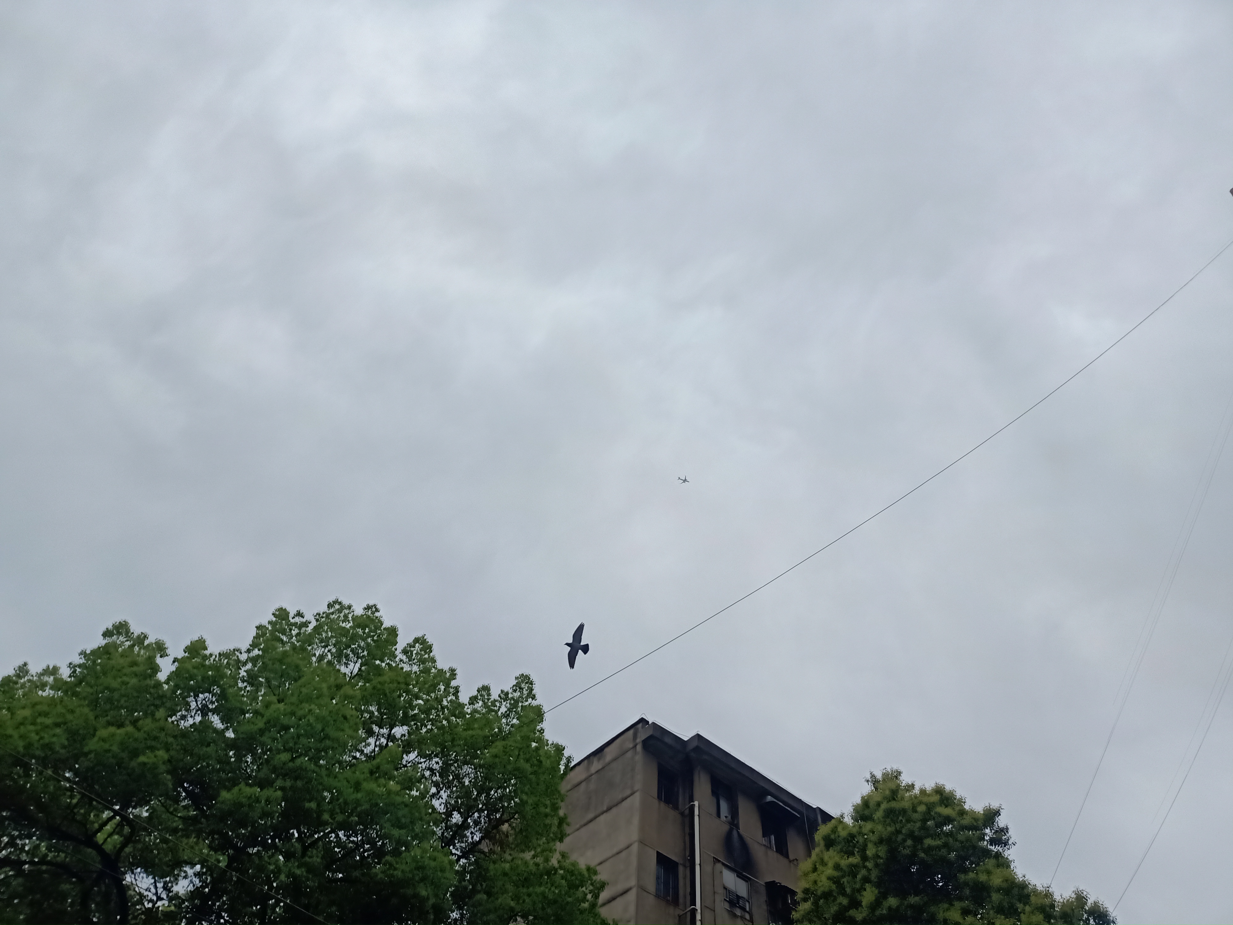 拿起手机准备拍摄头顶飞过的飞机,谁知一只不认识的鸟飞进了镜头,同样