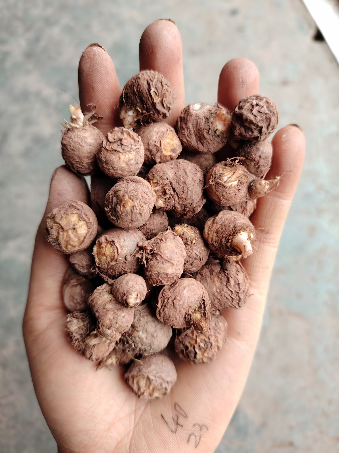 野生半夏干货 半夏种子 大量.@中药材小王子的动态