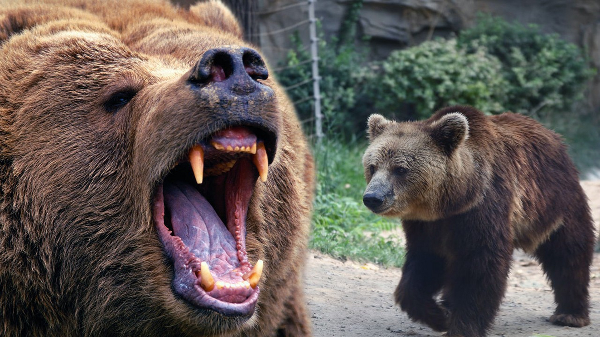 愤怒状态的棕熊是一种极具危险性的野生动物.