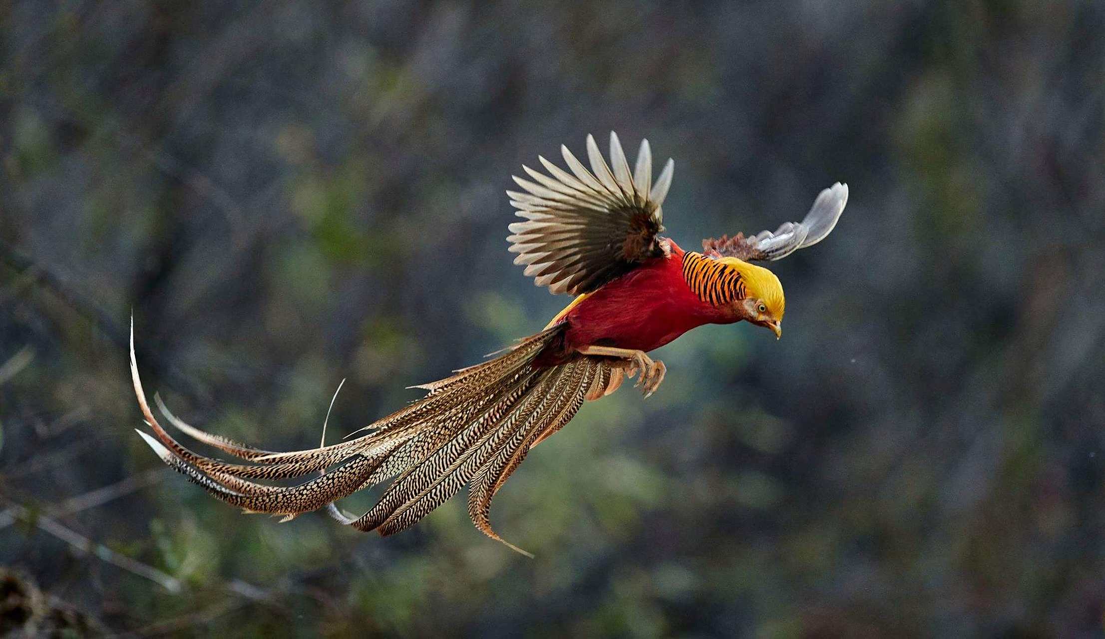 中国神鸟凤凰原型——锦鸡 锦鸡是一种雉科动物,是白腹锦鸡,红腹锦鸡