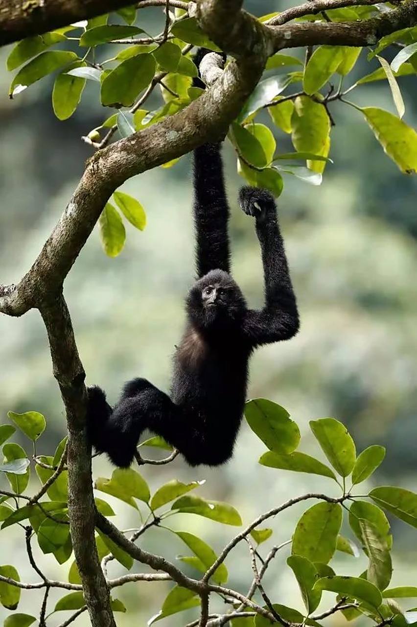 长臂猿  长臂猿科,哺乳纲灵长目的一科,即小型猿类.