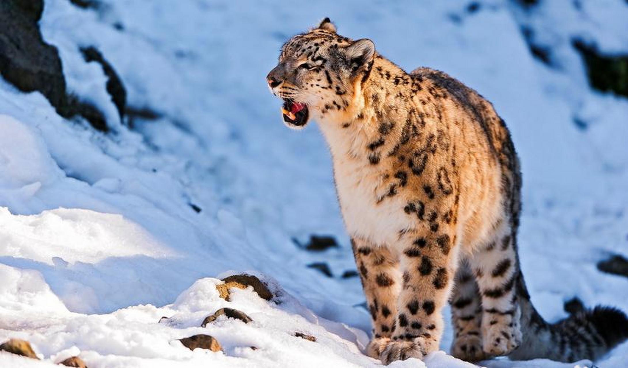 雪豹——雪山之王  雪豹是一种大型猫科动物,常在雪线附近和雪地间