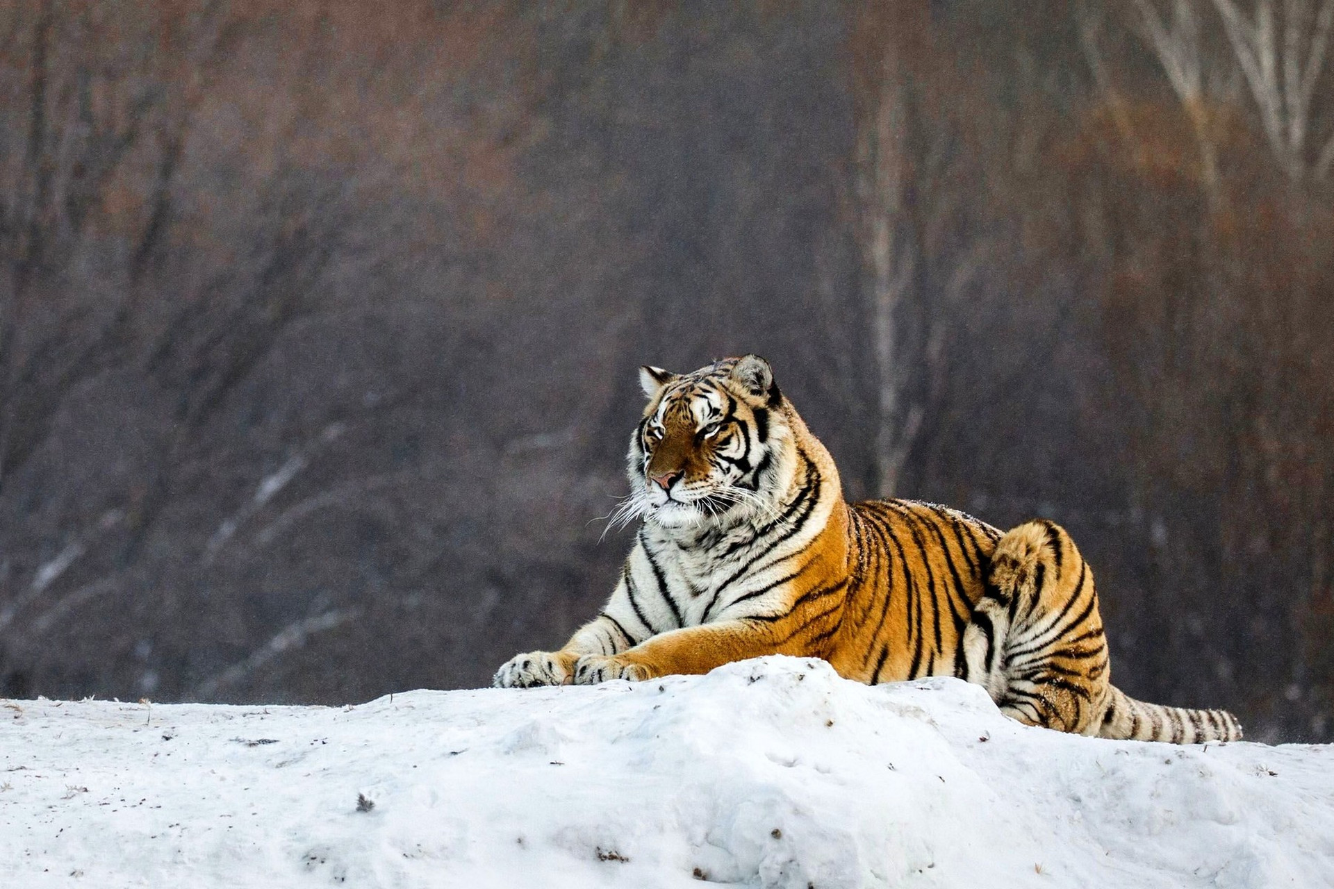东北虎又称西伯利亚虎或阿穆尔虎,是虎的亚种之一,也是现存体重最大的
