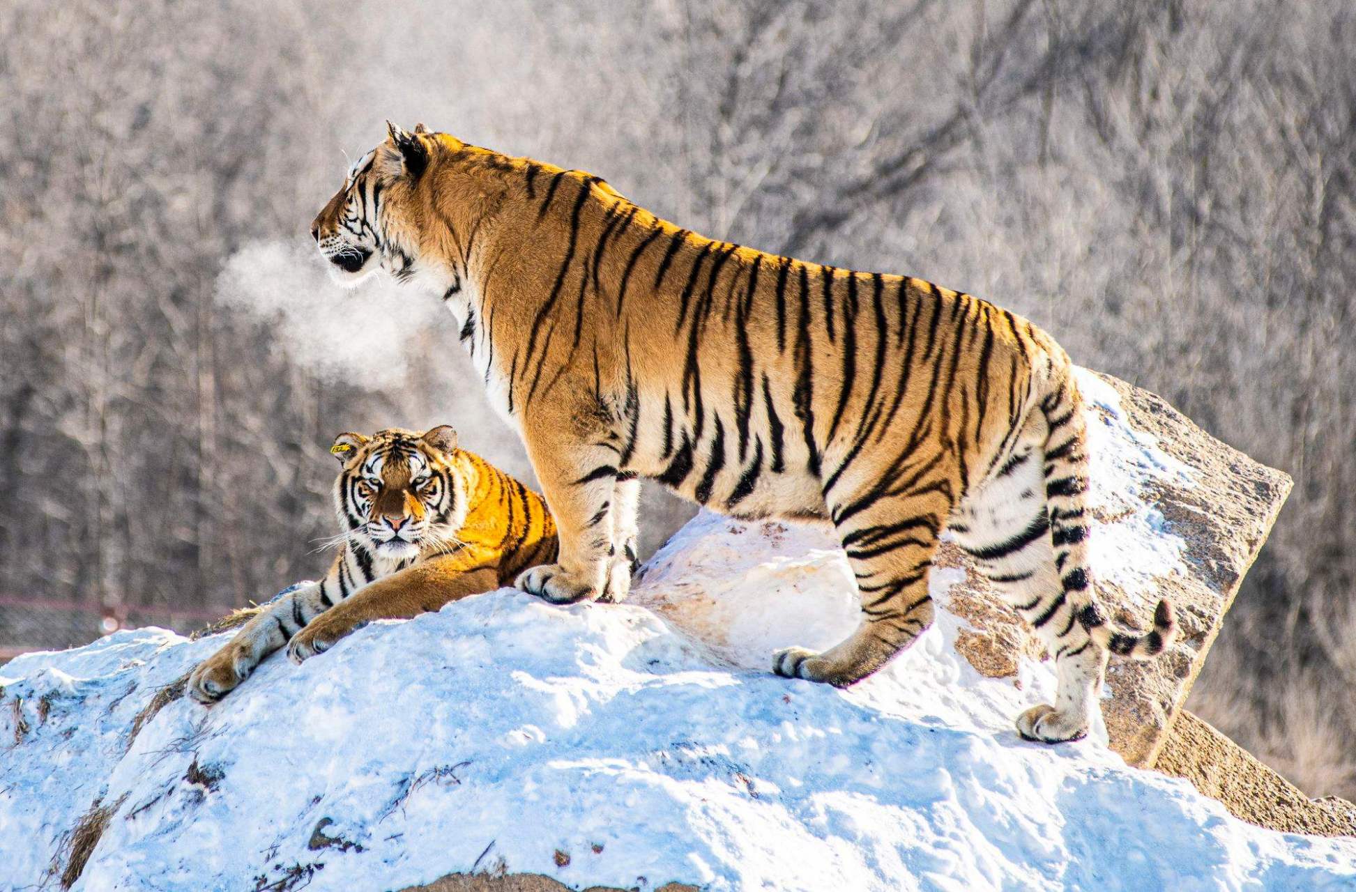 东北虎又称西伯利亚虎或阿穆尔虎,是虎的亚种之一,也是现存体重最大的