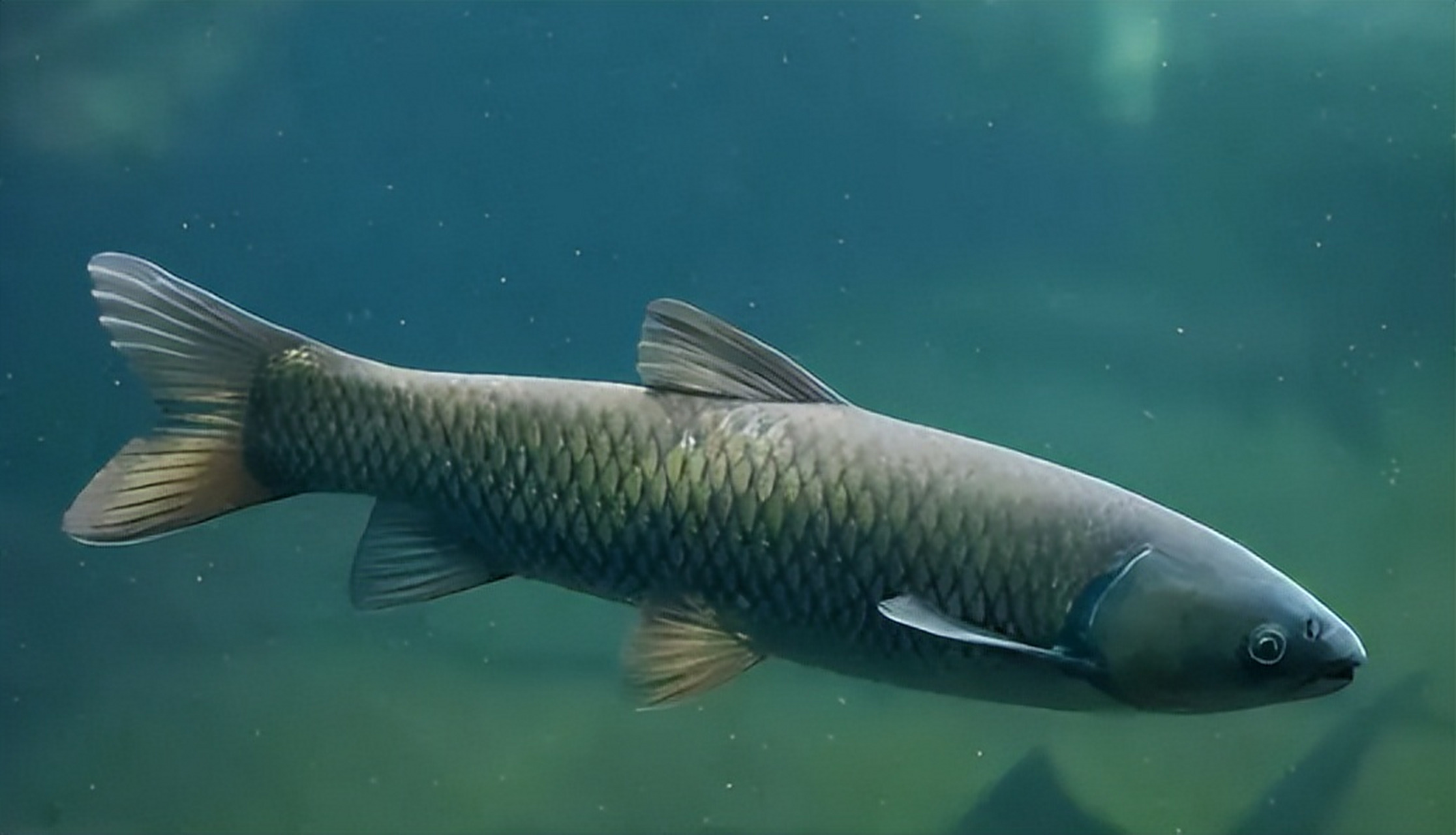 体长可达145厘米. 草鱼是鲤科,草鱼属鱼类.