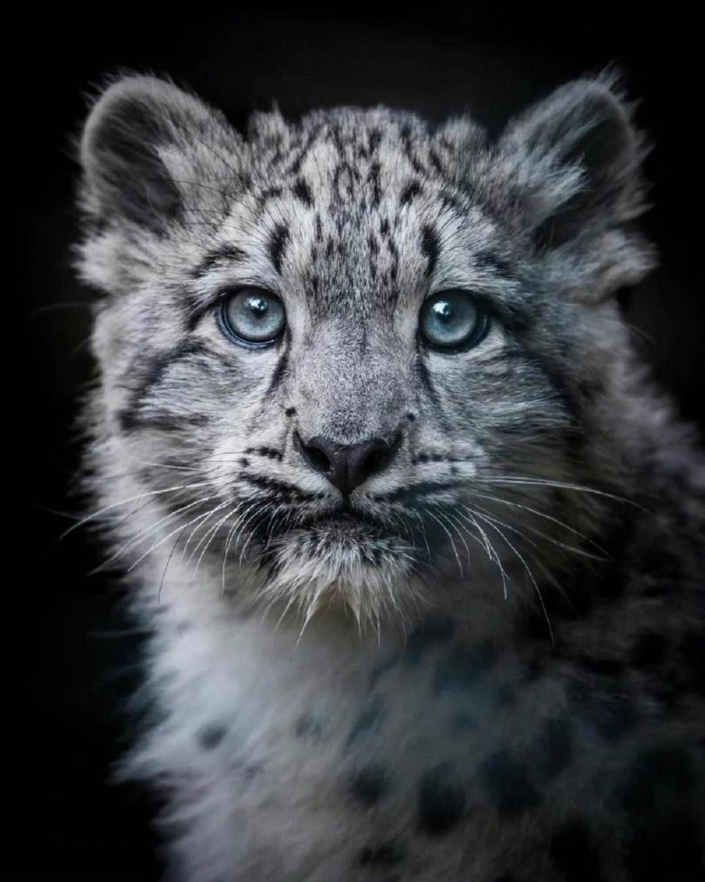 雪豹——雪山之王  雪豹是一种大型猫科动物,常在雪线附近和雪地间