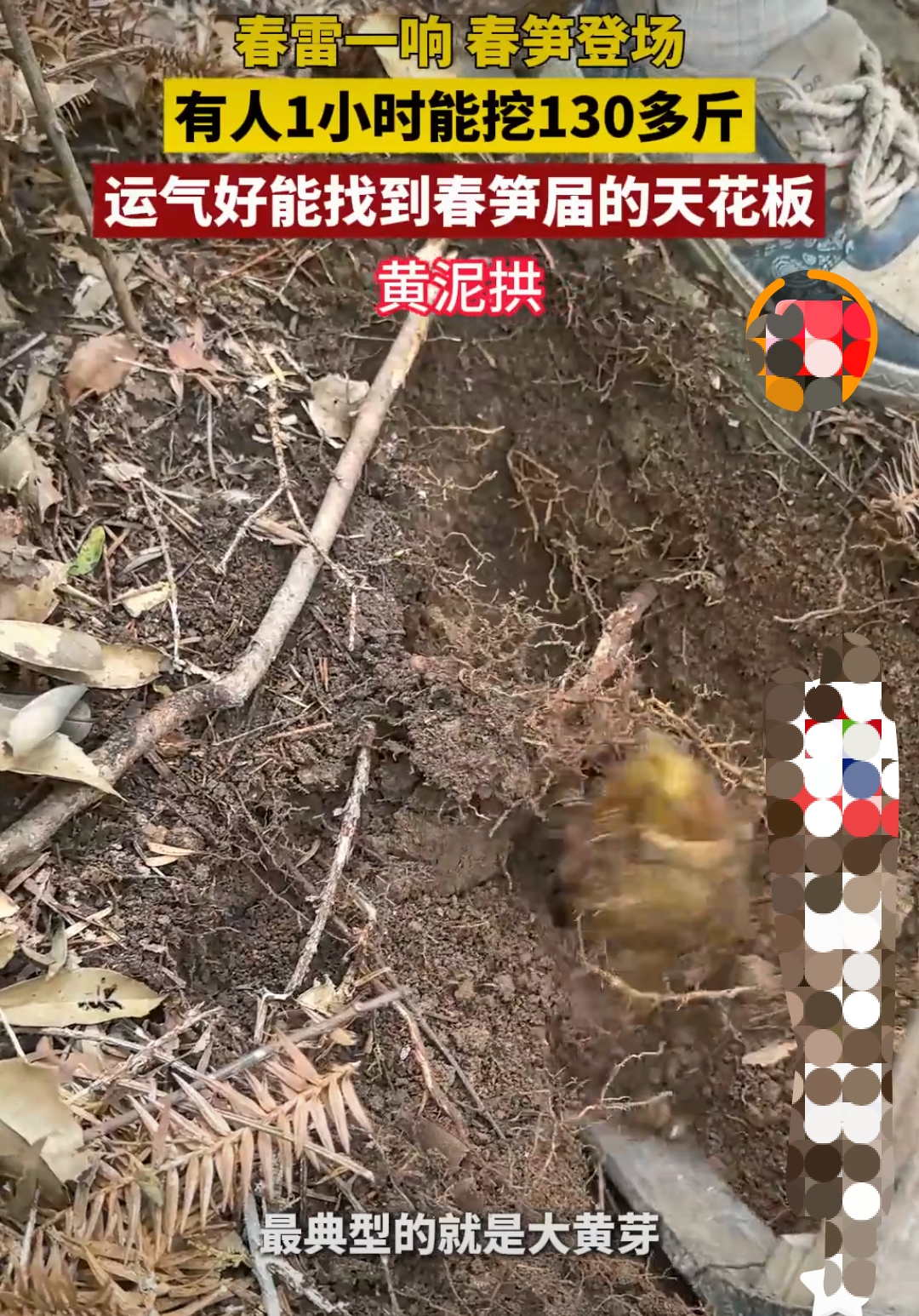 家人们,山上的笋是被你们夺完了吧?