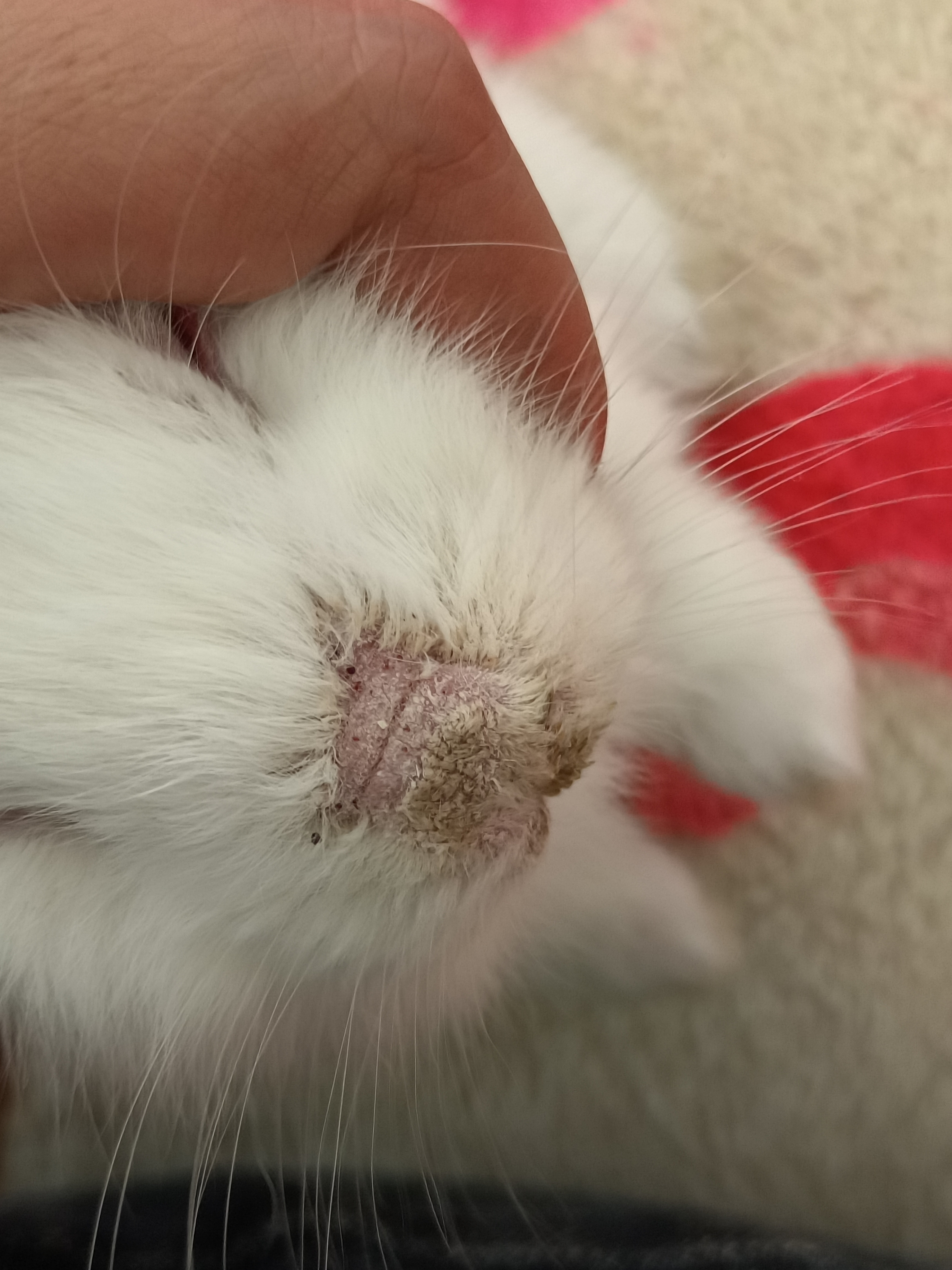 兔子鼻子长东西 还脱毛是什么情况 求助