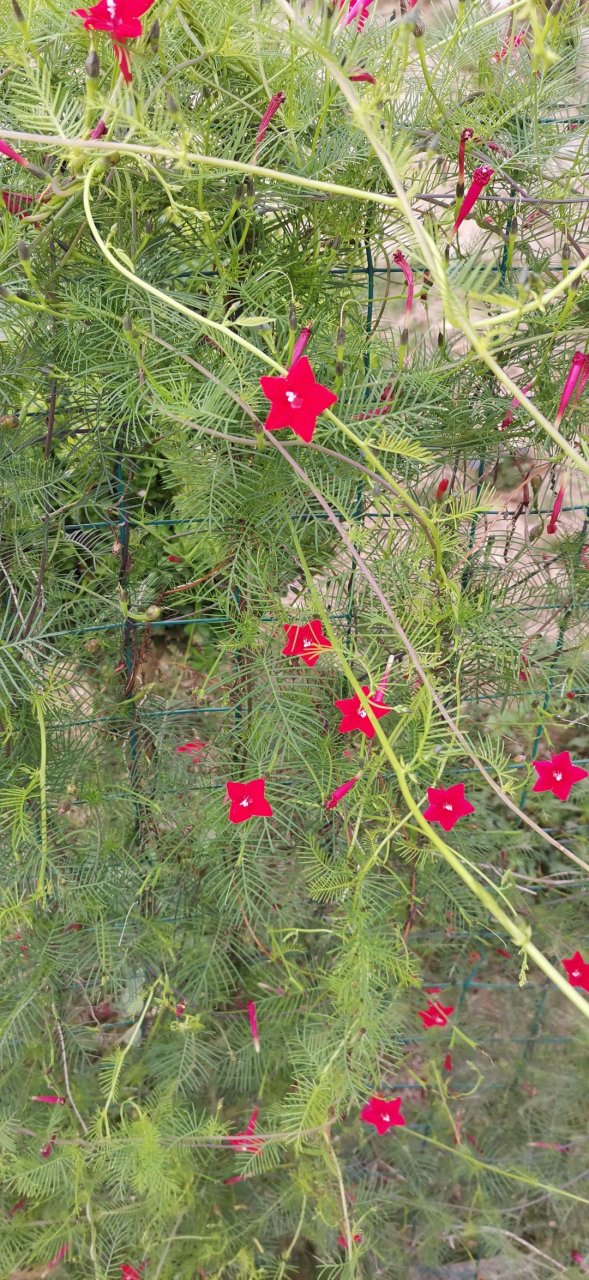 念空大叔# 放下浮躁,静下心来阅读;放下担忧,勇敢走自己的路;放下