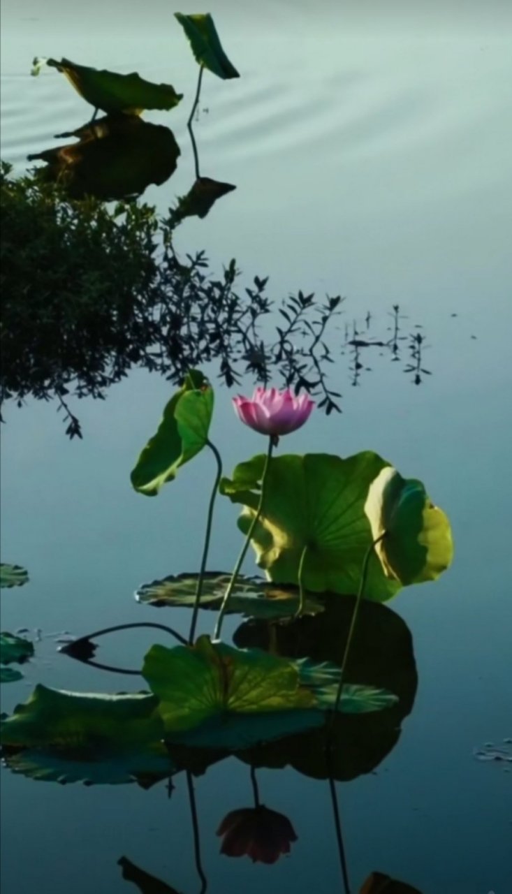 念空大叔#如果不想你的人生充满悲情,好与坏都不要再去回忆.