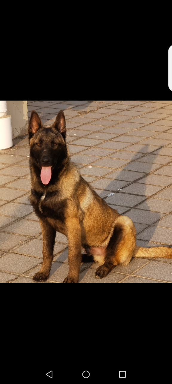 我养的一只马犬,很多人看了都说是德牧,请网友帮我看看是不是马犬.