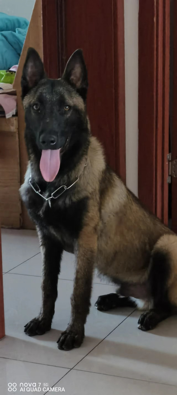 长的真快,六个月历经磨难,长成了这个样子,大家看这是马犬吗?