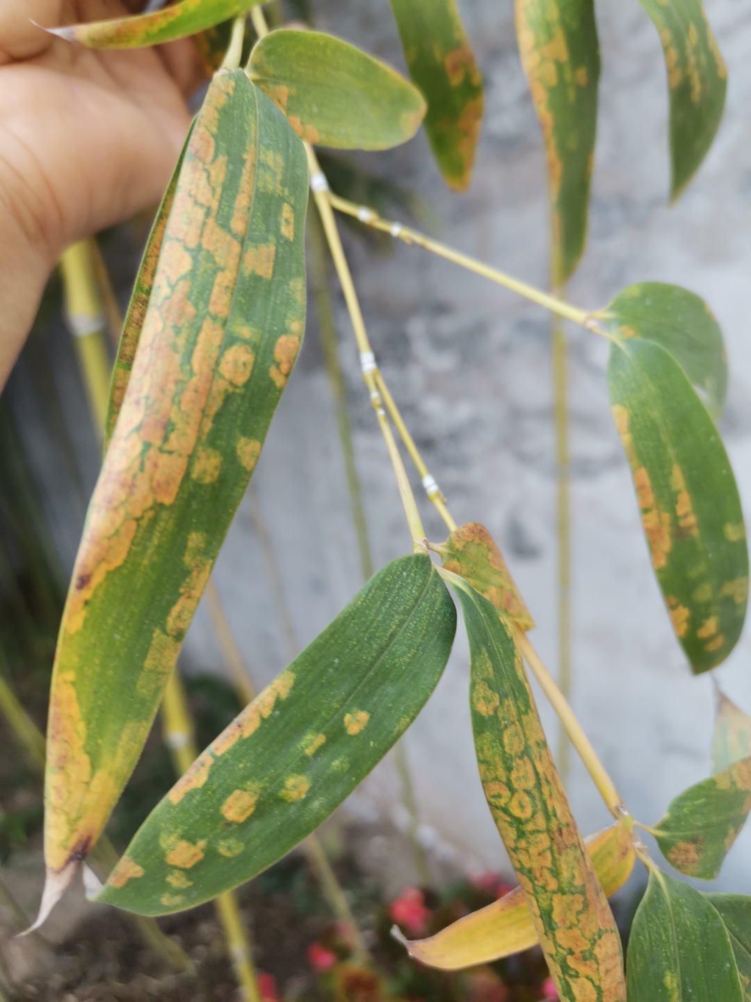 竹叶上这样的斑块是怎么回事事?