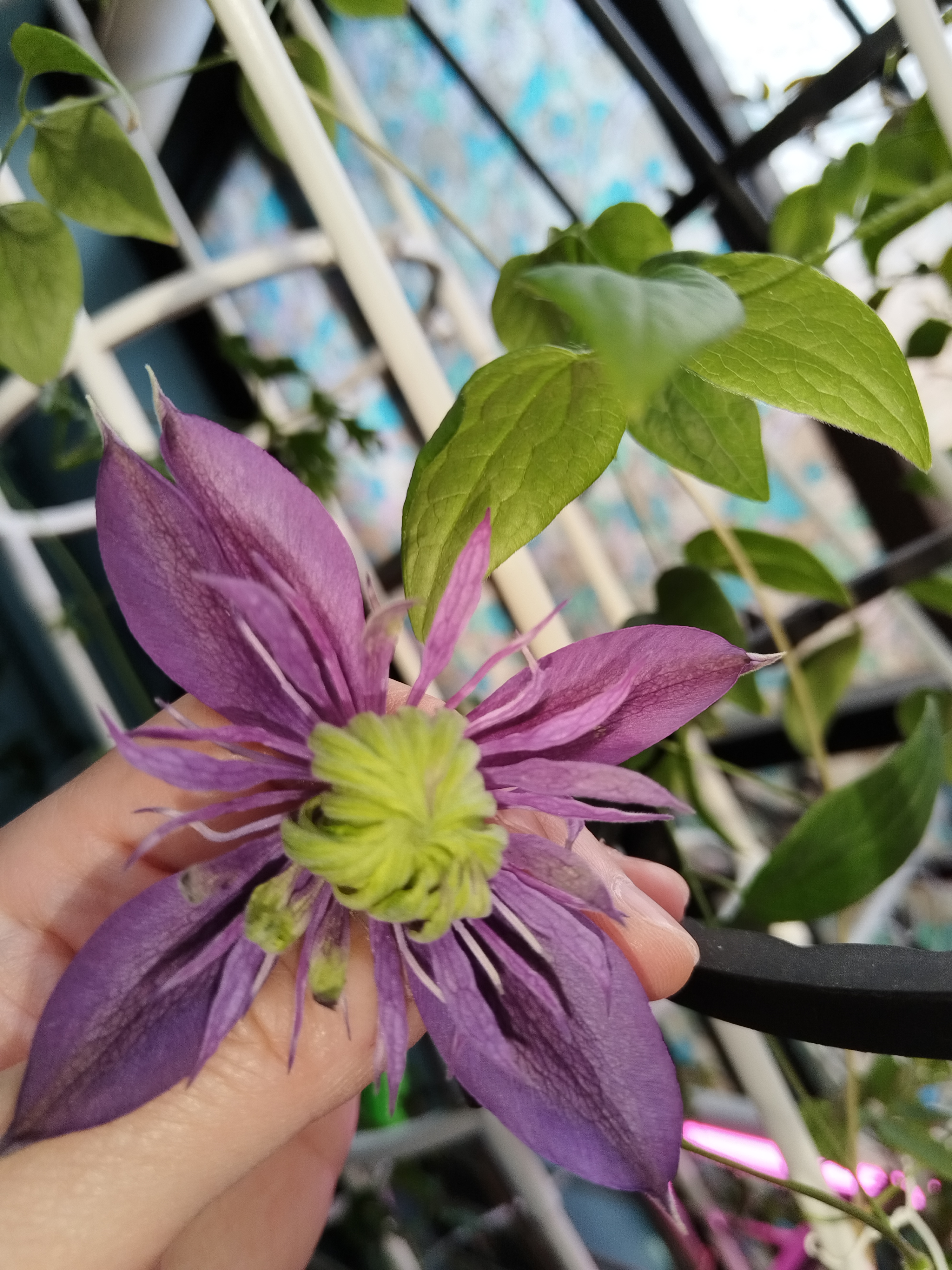 离开前的最后一次喂饭 以及 几个地方的花 都割了吧 第一波春花阳光不