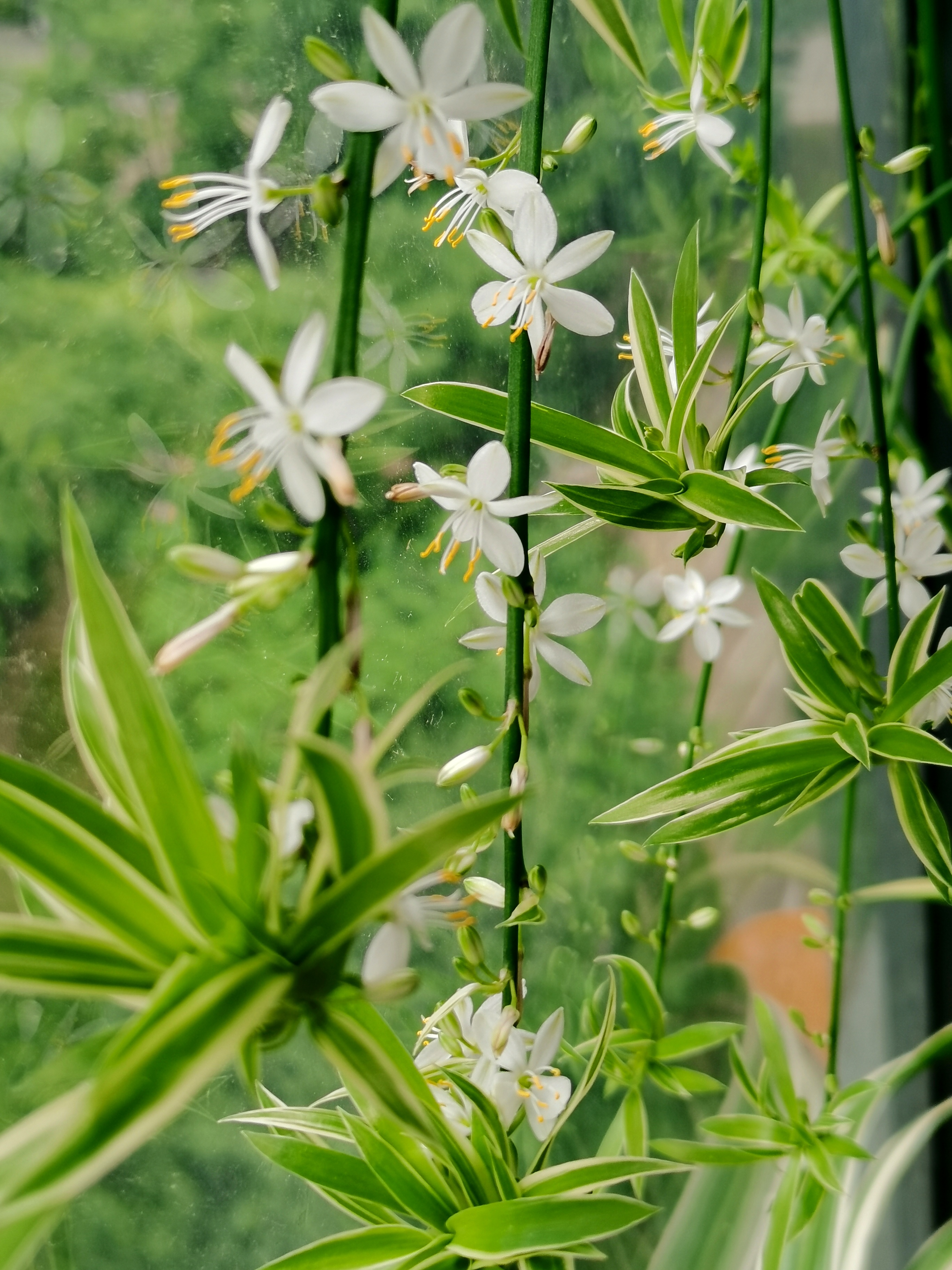 金边吊兰开花了