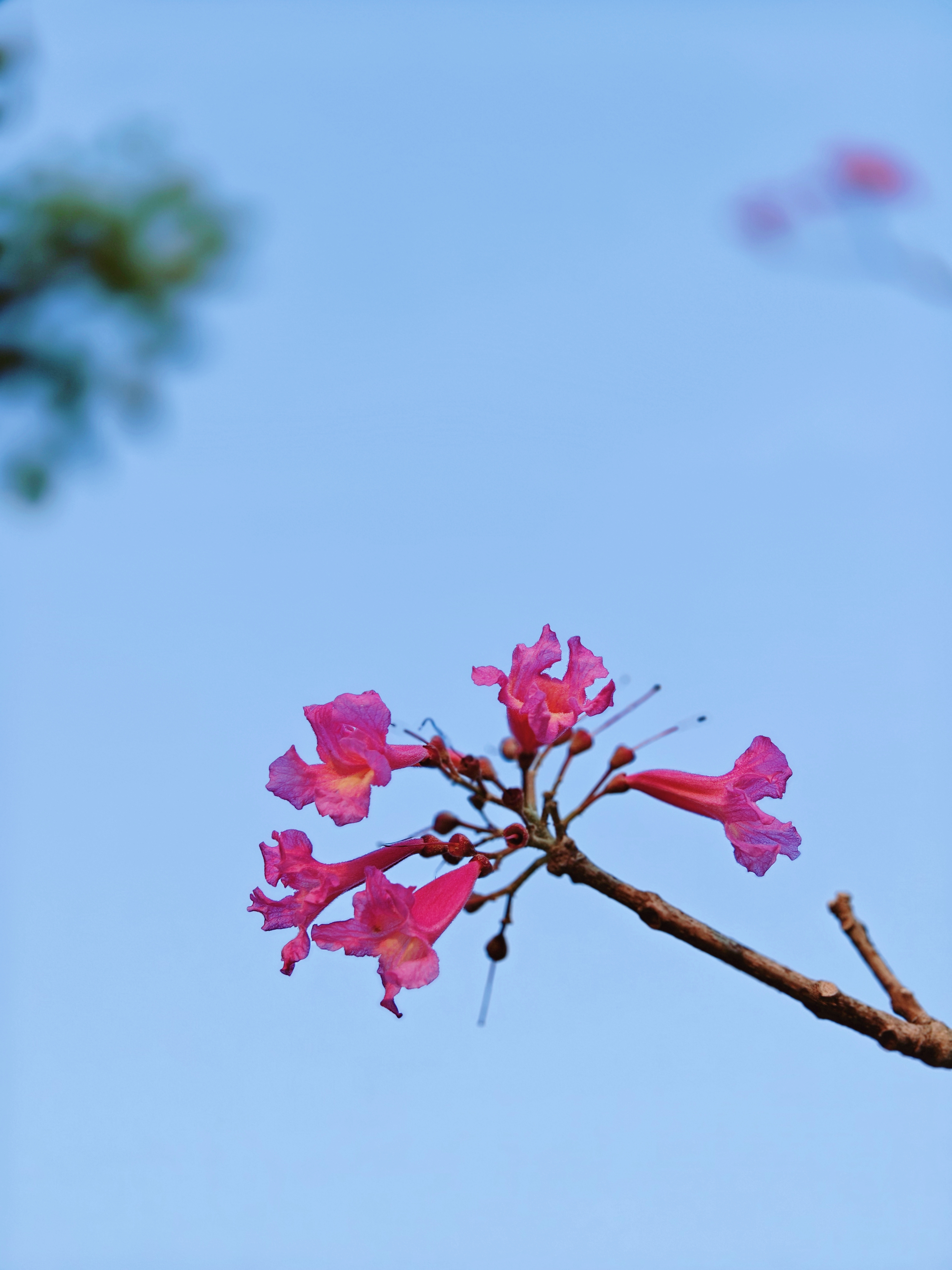 漫步在春天的午后,阳光洒落,我意外邂逅了那棵开着粉色花朵的树