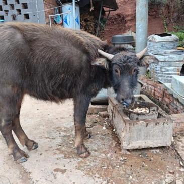 有一天,我在路上看见了一条大水牛,长着一对弯弯的角,一双圆鼓鼓的大