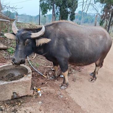 有一天,我在路上看见了一条大水牛,长着一对弯弯的角,一双圆鼓鼓的大