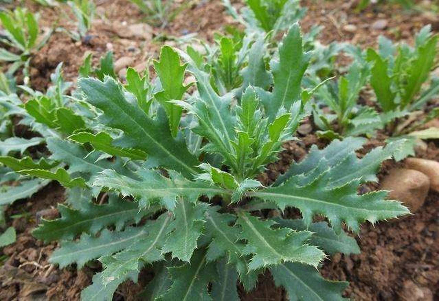 春天来了,挖点止血野菜"刺儿菜—小蓟【中药名】小蓟 xiaoji【