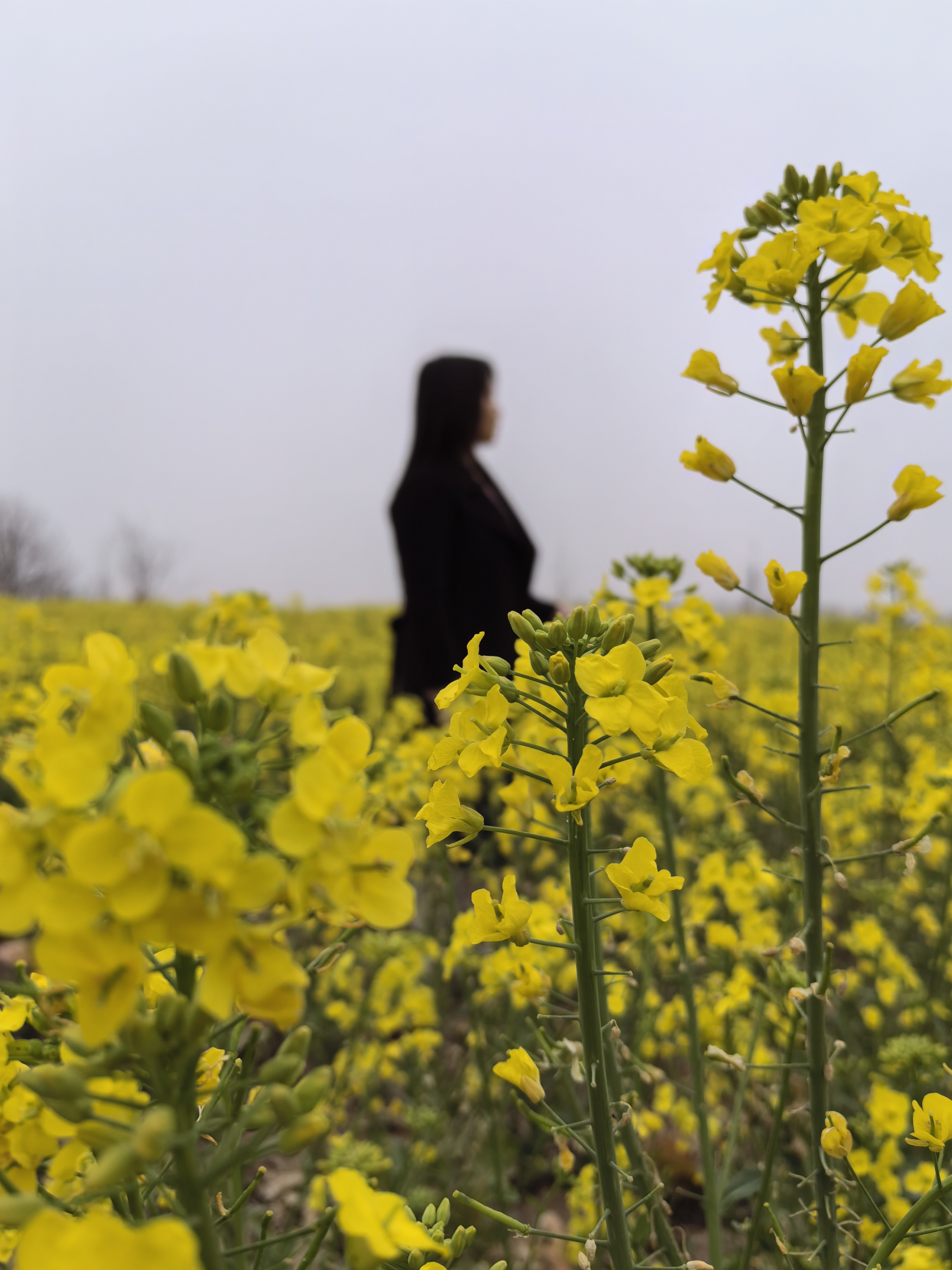 黄悠悠的油菜花图片